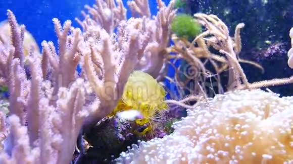 美丽的海洋花在水下世界与珊瑚和鱼视频的预览图