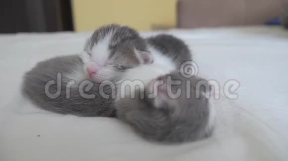 搞笑视频两只宠物可爱新生小猫睡觉团队在床上宠物概念宠物概念小生活方式宠物视频的预览图