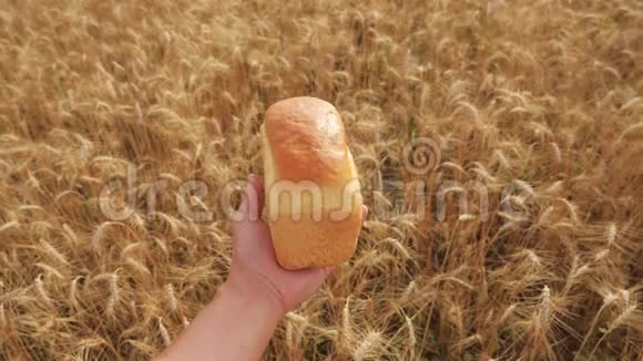 在生活方式中人拿着一个金色的面包在麦田里慢动作视频小麦领域的成功农学家视频的预览图