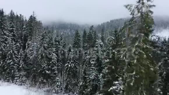 在雪山针叶林中飞越暴风雪视频的预览图