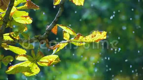 绿叶上的雨视频的预览图