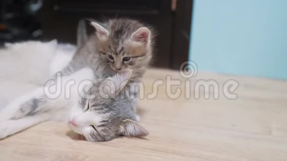 小猫和猫妈妈可爱的视频睡在猫妈妈旁边的可爱小猫猫咪亲情关爱友情视频的预览图