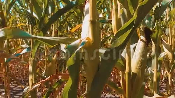 有机玉米生活方式田间干熟玉米的农业概念玉米收获天然产品农业视频的预览图