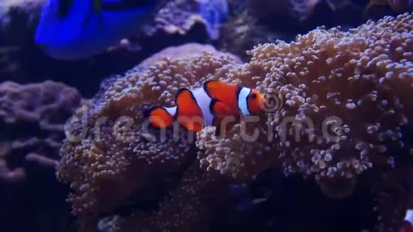 美丽的海洋花在水下世界与珊瑚和鱼视频的预览图
