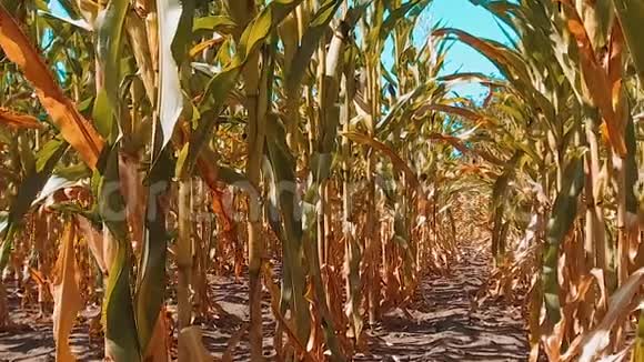有机玉米田干熟玉米的农业生活方式概念玉米收获自然产品农业视频的预览图