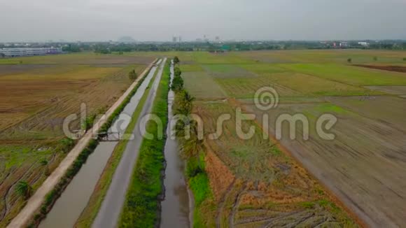 马来西亚稻田美丽的鸟瞰图视频的预览图