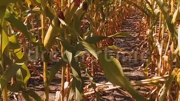 有机玉米田干熟玉米的农业概念玉米收获自然生活方式农业视频的预览图