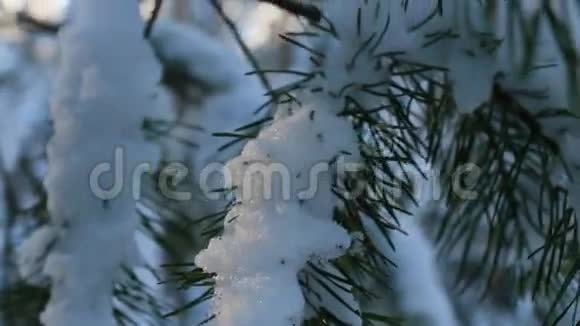 白雪覆盖的松枝冬林视频的预览图