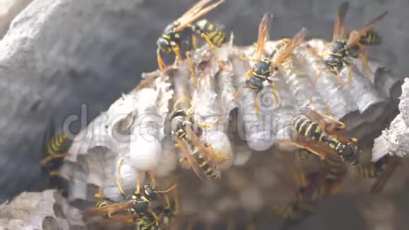 黄蜂虫屋脊下害虫黄蜂窝野生黄蜂生活方式慢动作视频过敏咬人视频的预览图