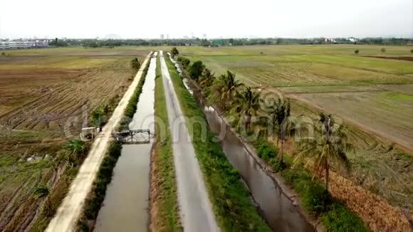 马来西亚稻田美丽的鸟瞰图视频的预览图