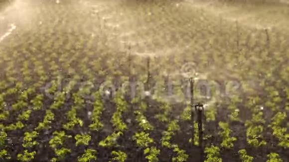 生菜农场和自动浇水视频的预览图