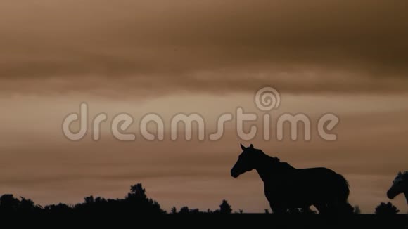 马在草地上奔跑视频的预览图