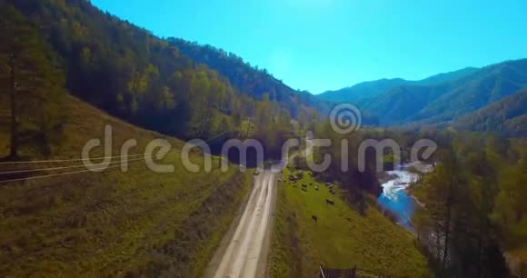 在阳光明媚的夏日早晨中气飞越新鲜的山河和草地农村土路下面奶牛和汽车视频的预览图