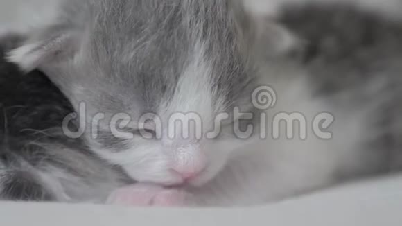 搞笑视频两只可爱的新生小猫睡眠生活方式团队合作床上宠物概念宠物概念小猫条纹视频的预览图