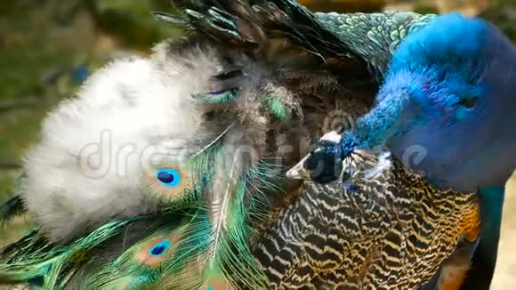 优雅的野异鸟色彩斑斓的艺术羽毛关闭孔雀纹理羽毛印度绿色飞禽视频的预览图
