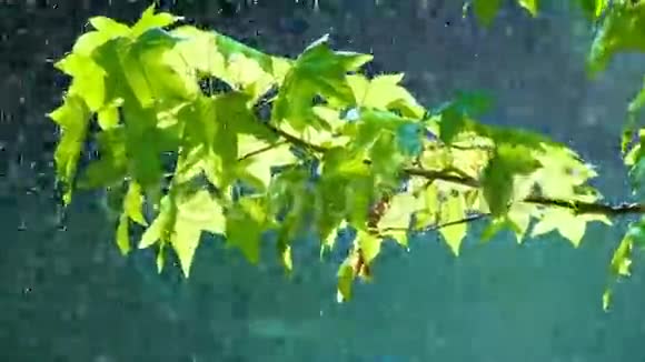 绿叶上的雨视频的预览图