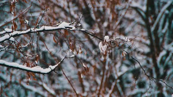 下雪的冬季森林视频的预览图