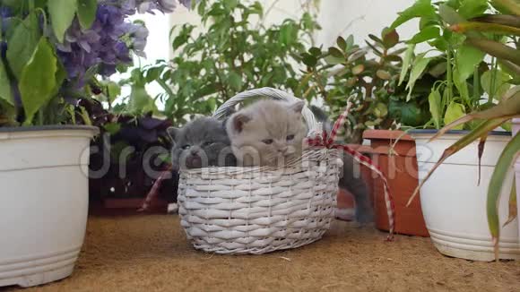英国的小猫在花丛中视频的预览图