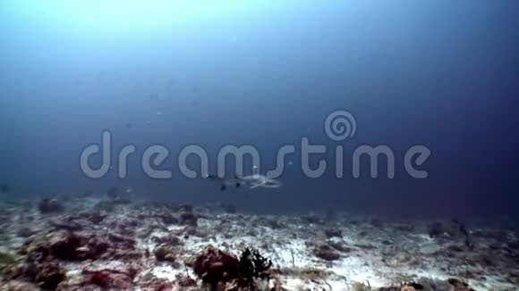 马尔代夫海底太阳反射背景下的珊瑚礁鲨鱼视频的预览图