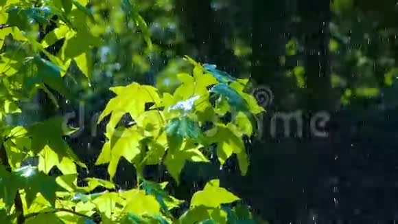 绿叶上的雨视频的预览图
