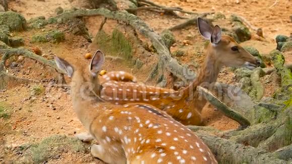 野生动物现场幼羽白尾鹿周围森林中的野生哺乳动物斑点生殖器切特轴视频的预览图
