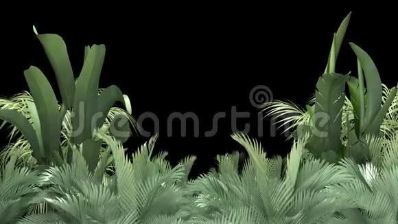 黑色背景的热带植物视频的预览图