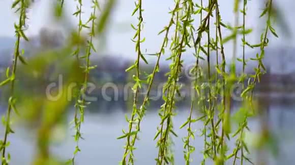 鲜嫩的绿叶明亮的阳光近距离拍摄背景上的湖视频的预览图