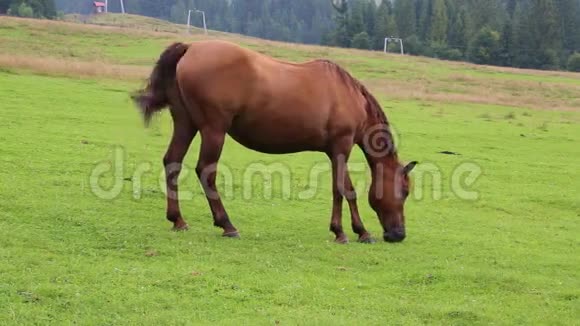 草原上美丽的马视频的预览图
