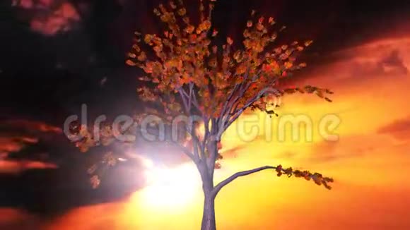 树和日落时间流逝的云股票镜头视频的预览图