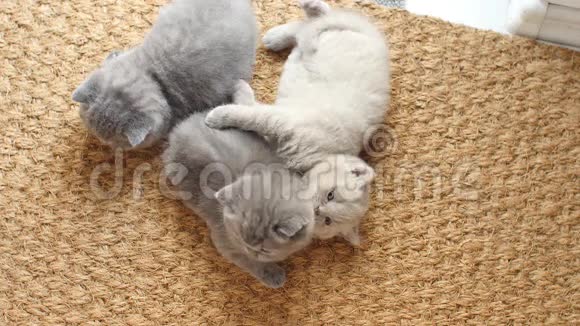 英国小猫休息视频的预览图