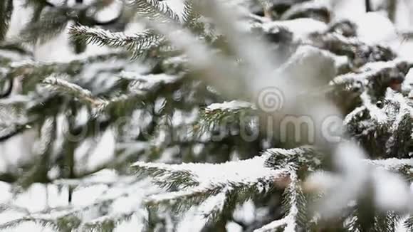 雪中的绿树视频的预览图