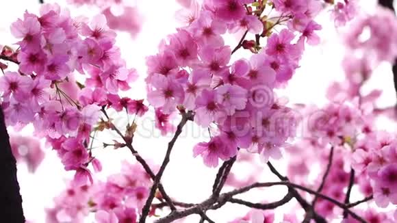 美丽的樱花春天的樱花视频的预览图
