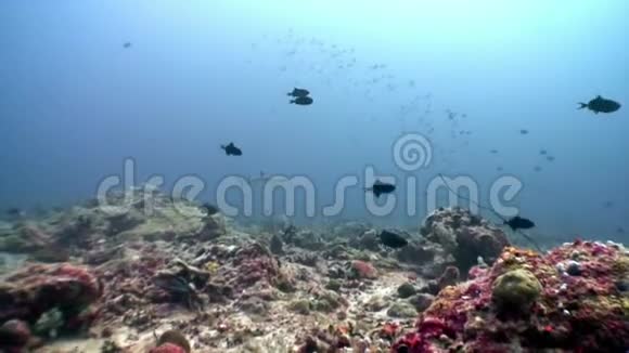 马尔代夫海底太阳反射背景下的珊瑚礁鲨鱼视频的预览图