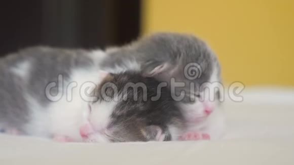 两只可爱的新生小猫在床上集体睡觉宠物概念宠物概念小猫生活方式条纹睡眠视频的预览图