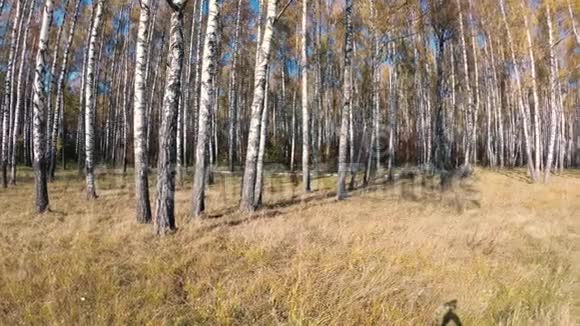晴朗的一天白桦林中的金秋视频的预览图