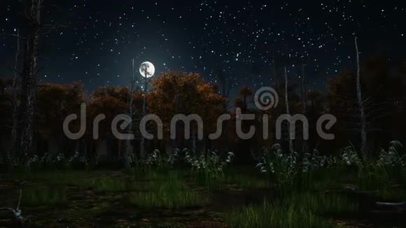 月光下寒冷的秋林视频的预览图