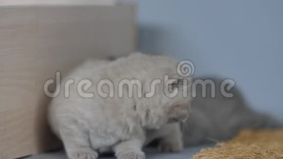 利拉克英国小猫视频的预览图