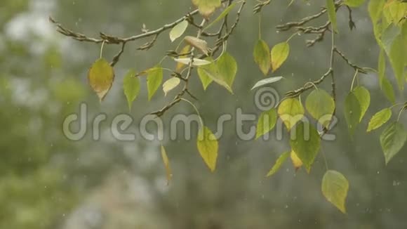 秋天的树初雪风中的树叶视频的预览图