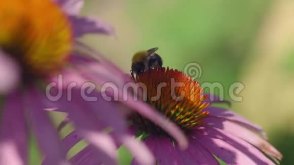 大黄蜂在紫锥花上视频的预览图