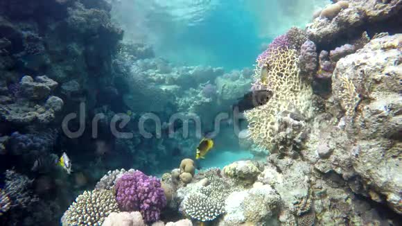 珊瑚海珊瑚礁视频的预览图