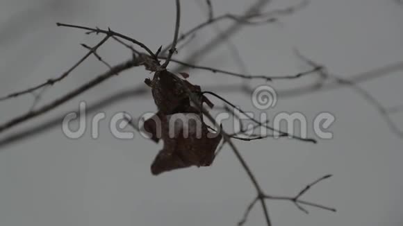 冬天树枝上的干叶视频的预览图