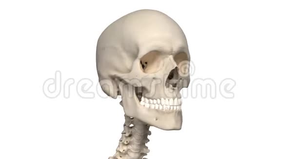 人类的头骨视频的预览图