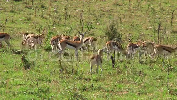 塞伦盖蒂河上的羚羊视频的预览图