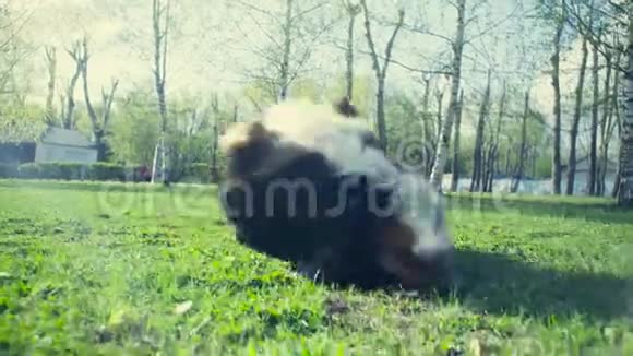 春天公园草地上的狗视频的预览图