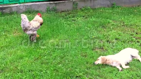 在传统的农村谷仓上鸟公鸡在绿草中寻找食物视频的预览图