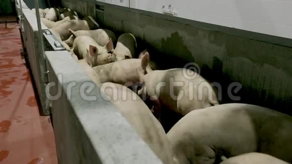 工业养猪场视频的预览图