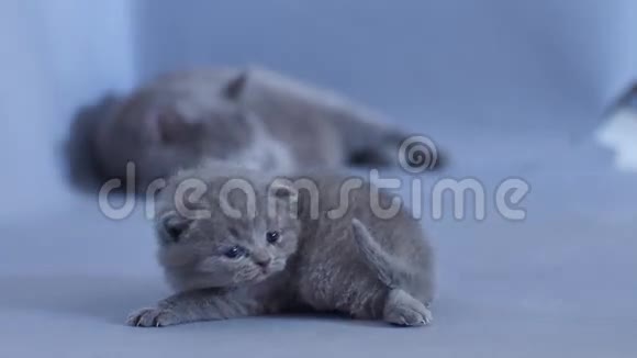 可爱的英国小猫喵喵叫视频的预览图