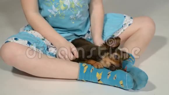 小狗玩具猎犬和白色背景的孩子视频的预览图