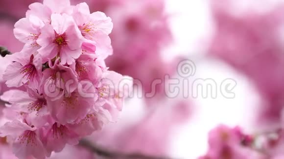 美丽的樱花樱花视频的预览图