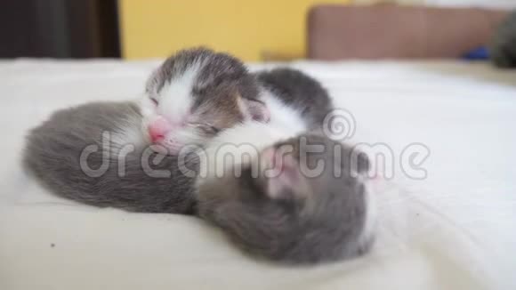 搞笑视频两只宠物可爱新生小猫睡觉团队在床上宠物概念宠物概念生活方式小宠物视频的预览图